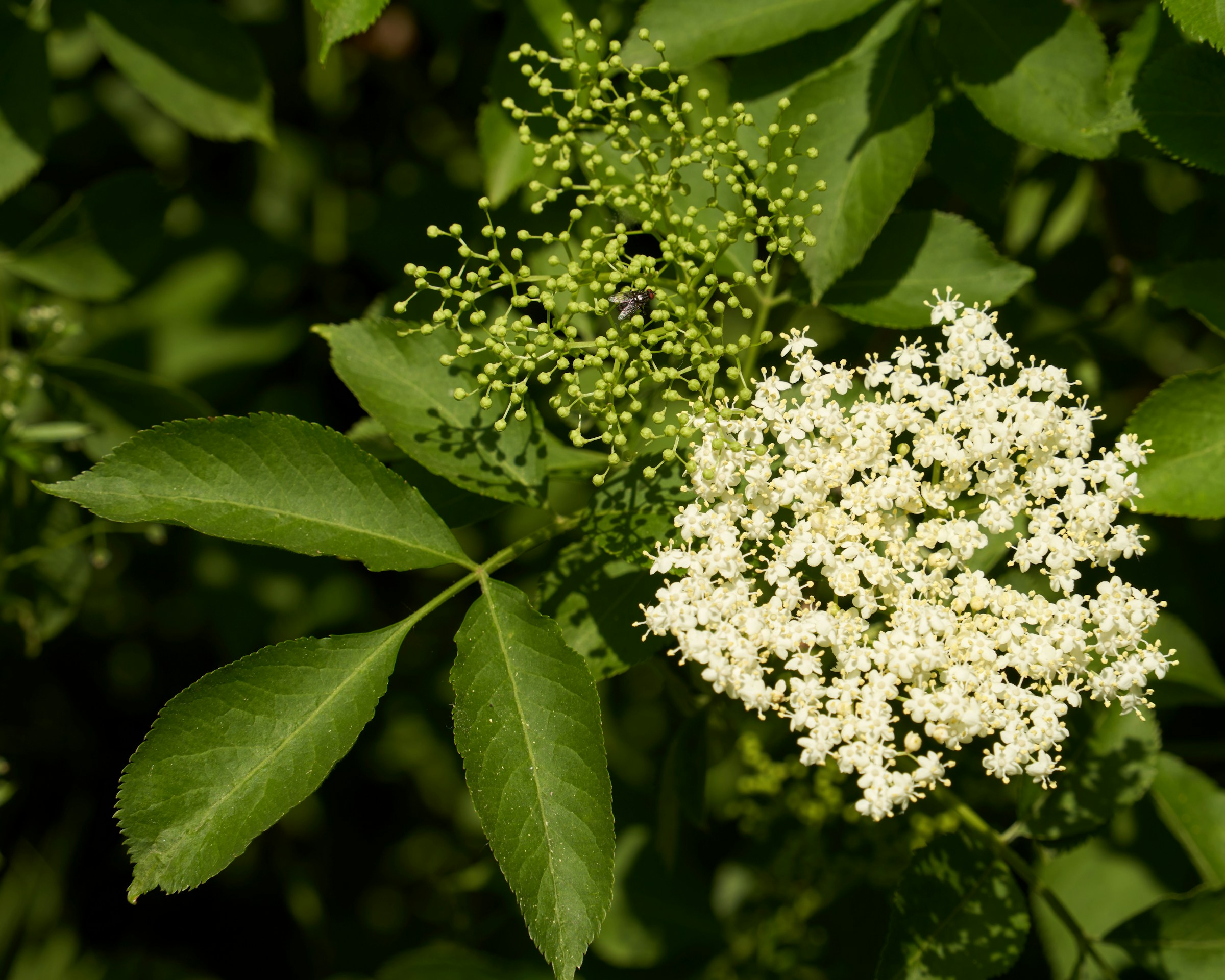 An elderflower against the leaves of an Elder tree.