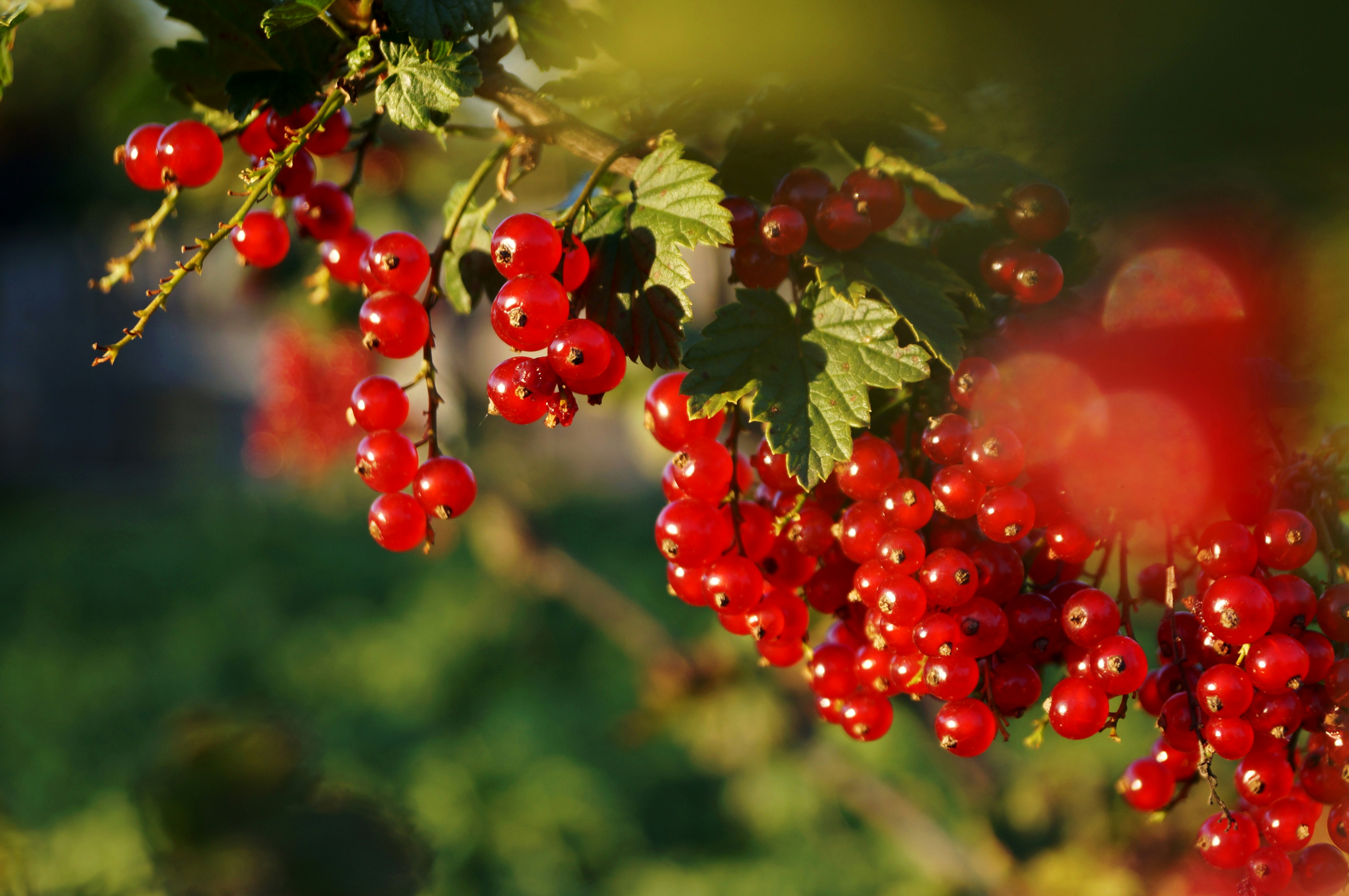 Bunches of red currants on a branch in the sunshine.